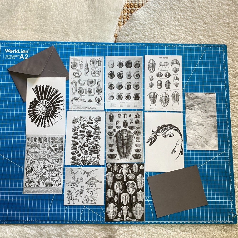 Fossil Prehistoric Natural History Bundle – Curated Ephemera Pack - 2