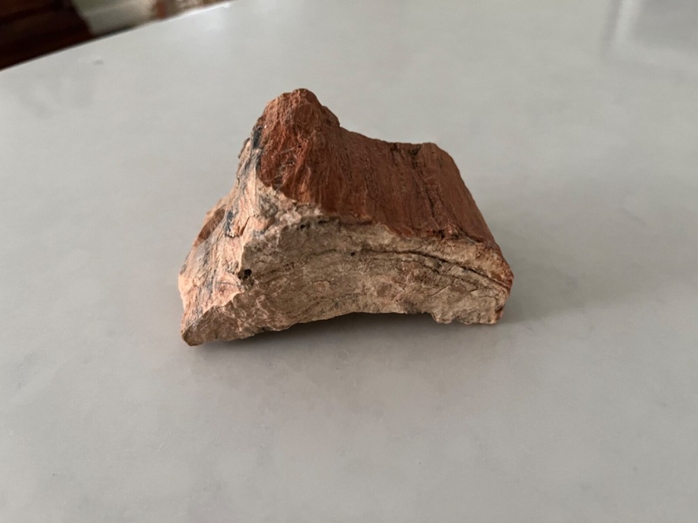 petrified wood small piece