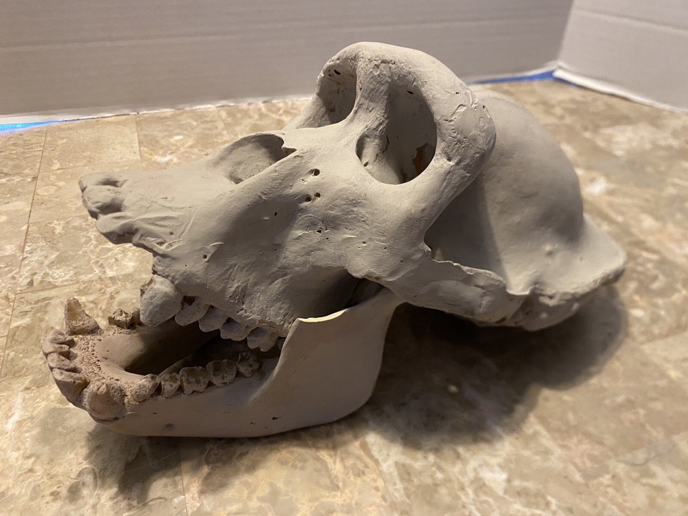 Gorilla Skull Replica Skull Large Cast Model Two Piece