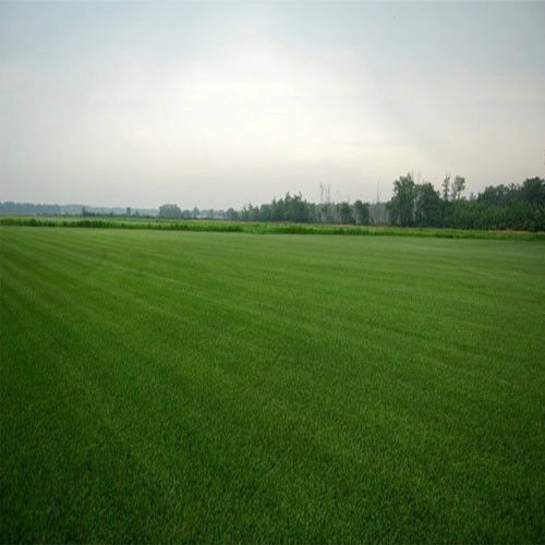 Double Eagle Centipede Grass Seed 1 Lb. - 2000 Sq.ft Coverage