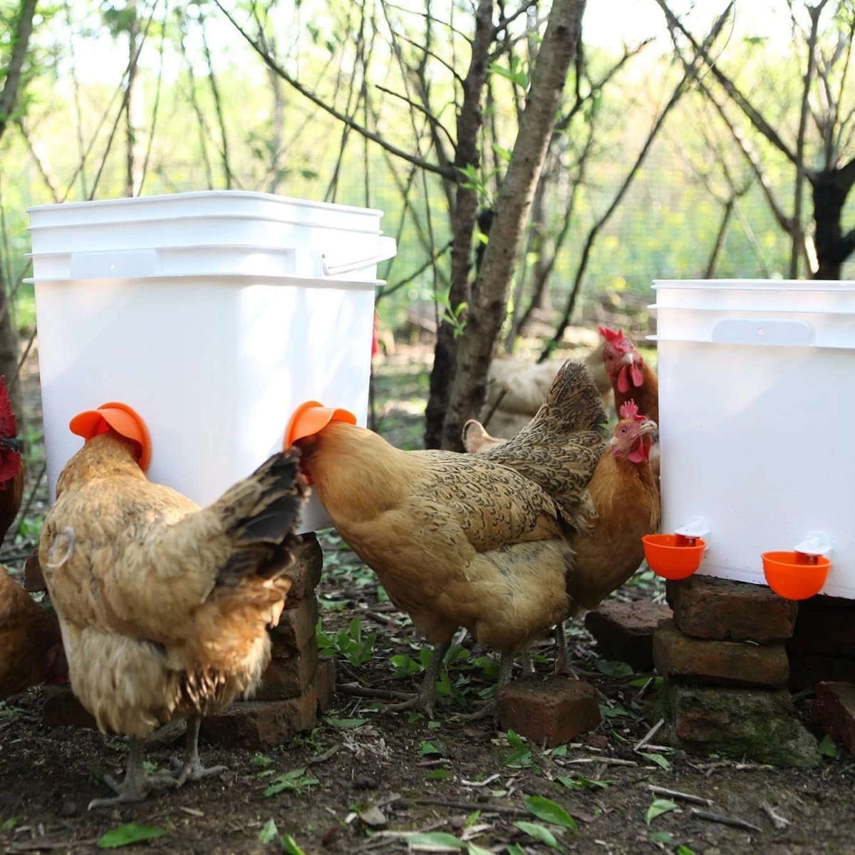 Chicken Feeder No Waste Automatic Poultry Feeder DIY Chicken Feeders and Waterer