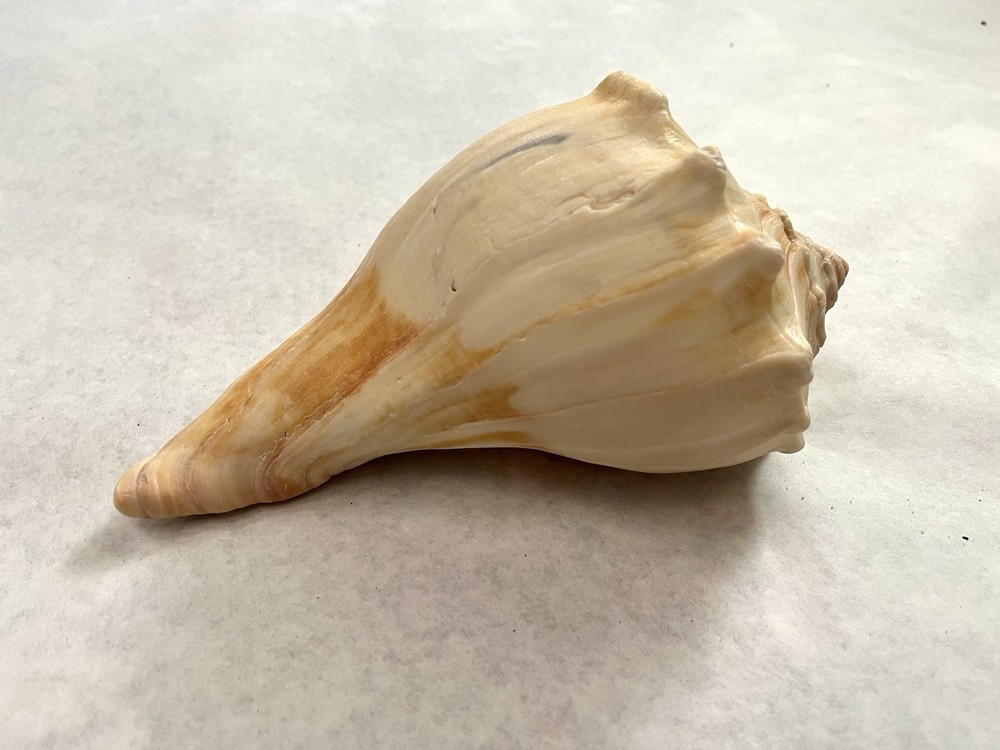 Large Knobbed Whelk Shell 8” Outer Banks, NC