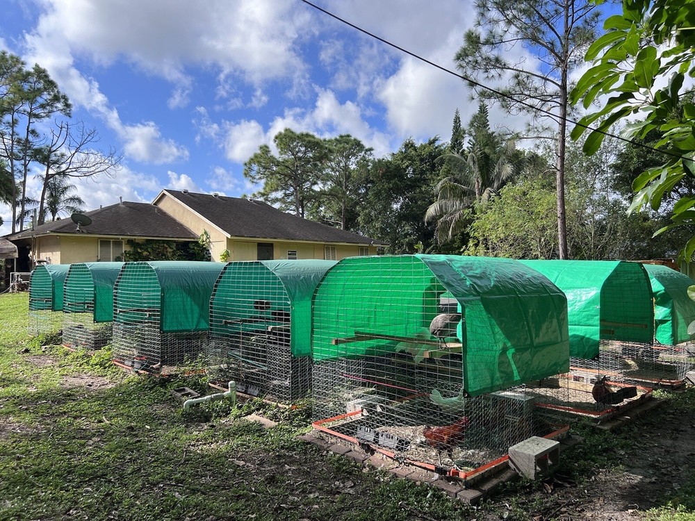 6 Plus Hatching Eggs