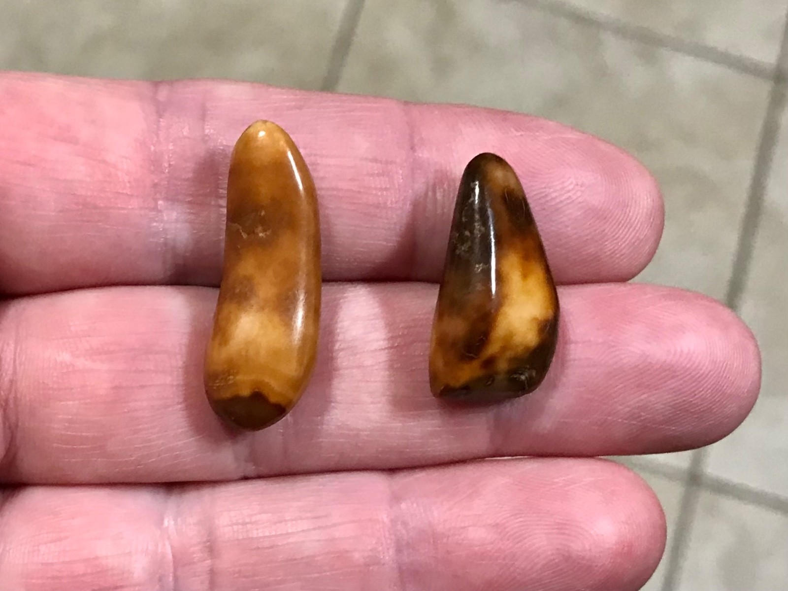 RARE,POLISHED W BEAUTIFUL UNCOMMON COLOR WALR_S TOOF FOSSILS