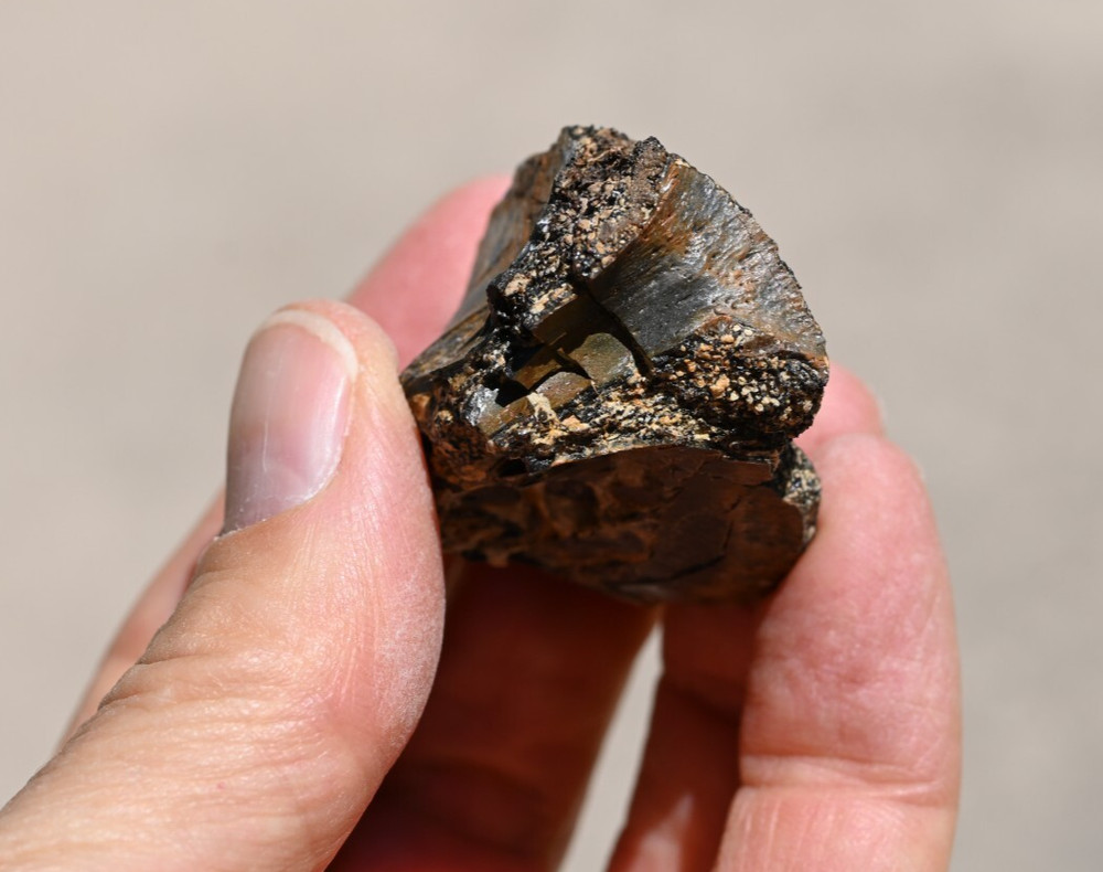 Fossil Tyrannosaur Bone