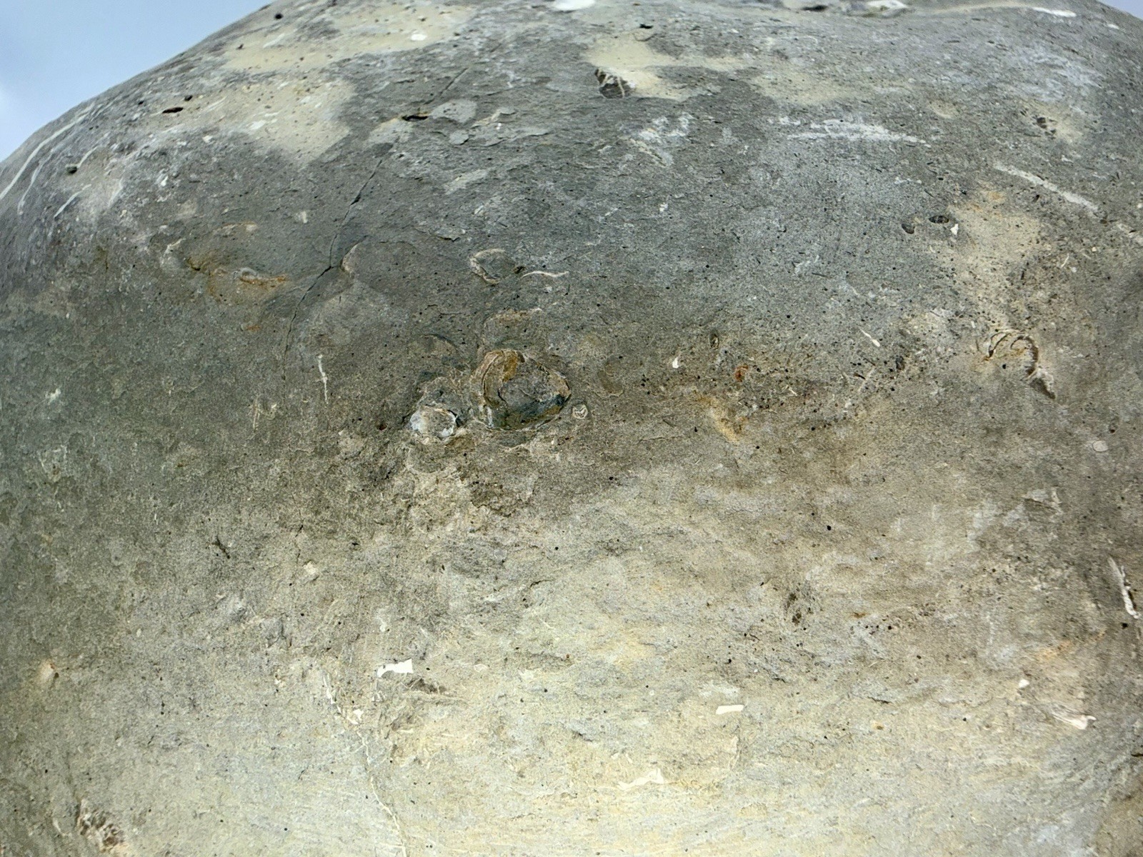 Large 31-lb Paleozoic Fossil Concretion w/Trilobite, Brachiopods, Gastropod poop