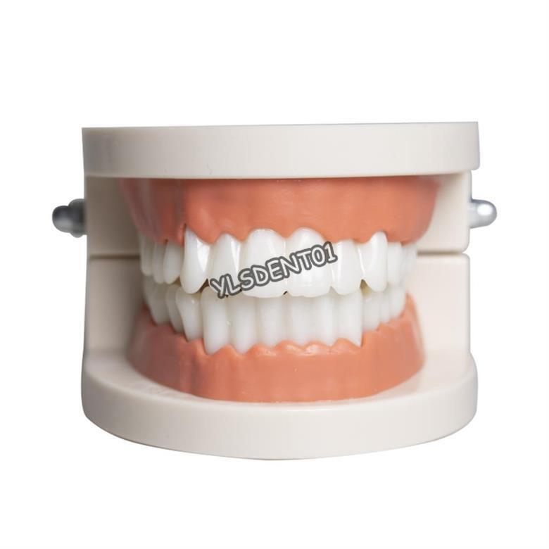 1PC Dental Standard Adult Teeth Model Demonstration Study Teaching Typodont