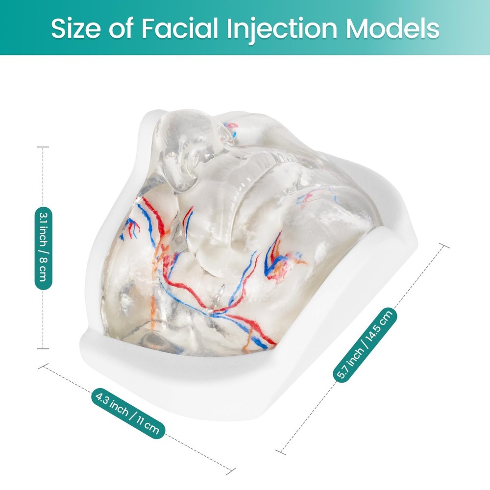 Injection Lower Face Training Model, Transparent Facial Injection Model with ...