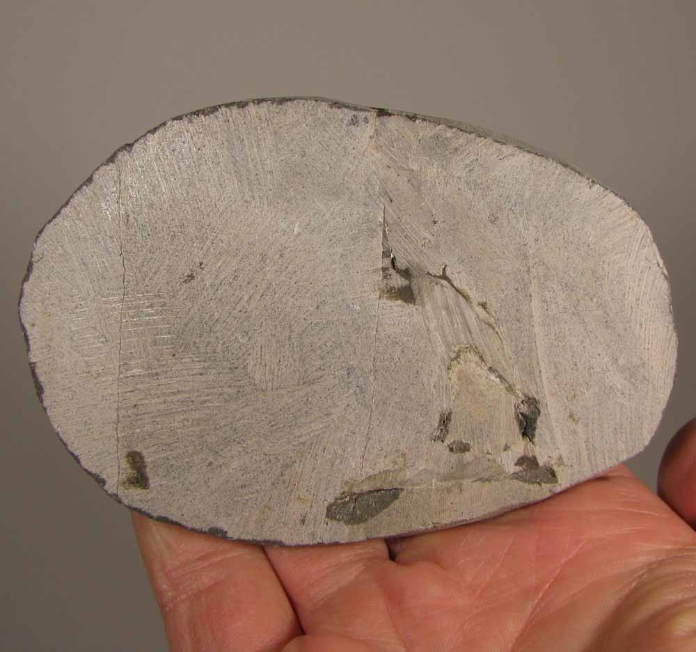 2.5" Hollardops TRILOBITE Fossil on Matrix - Devonian Age - Morocco