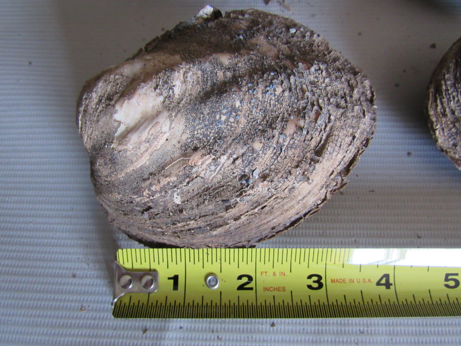 Set of 6 50 Year Old Stock Matched Whole Mother of Pearl Freshwater Mussel Shell