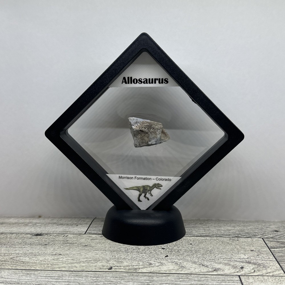 Allosaurus Extinct Dinosaur Bone Fossil with Display Case