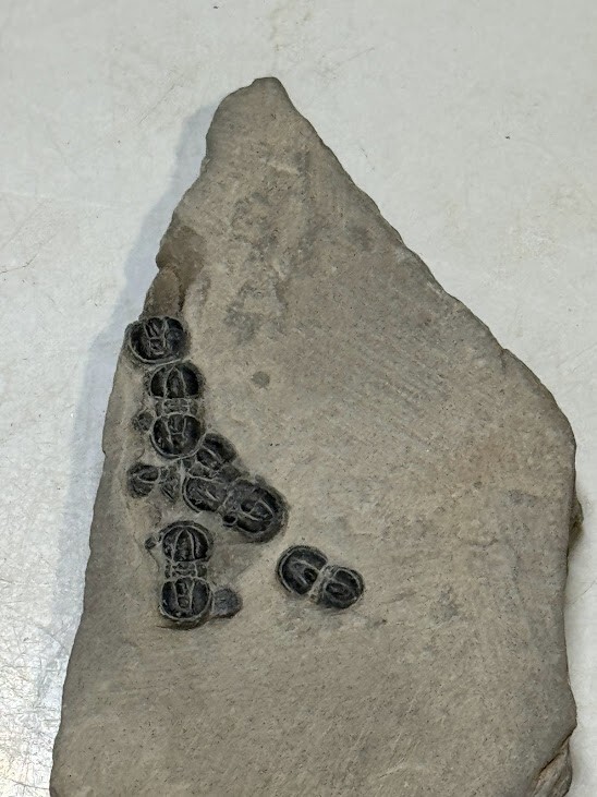 PERONOPSIS FOSSIL MULTIPLE TRILOBITE PLATE #8