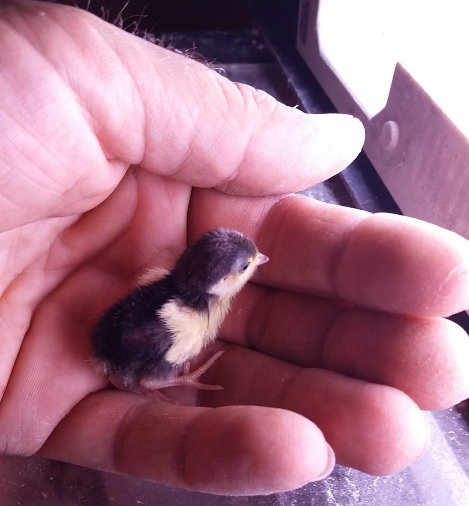 12 Button Quail Hatching Eggs