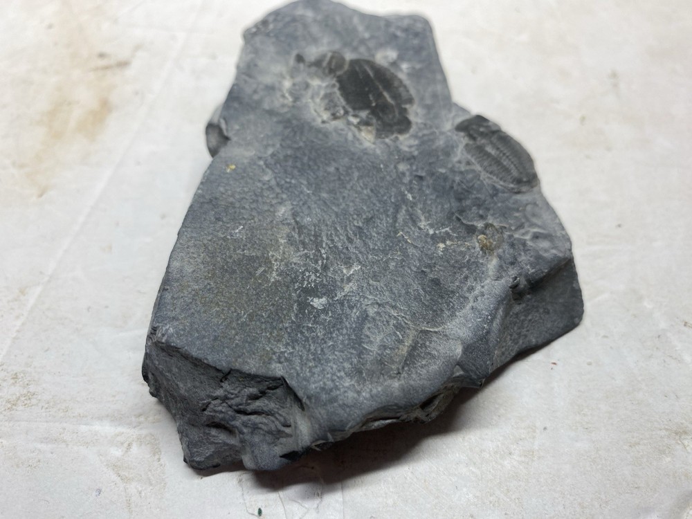 Large Multiple Trilobite Fossil Slab