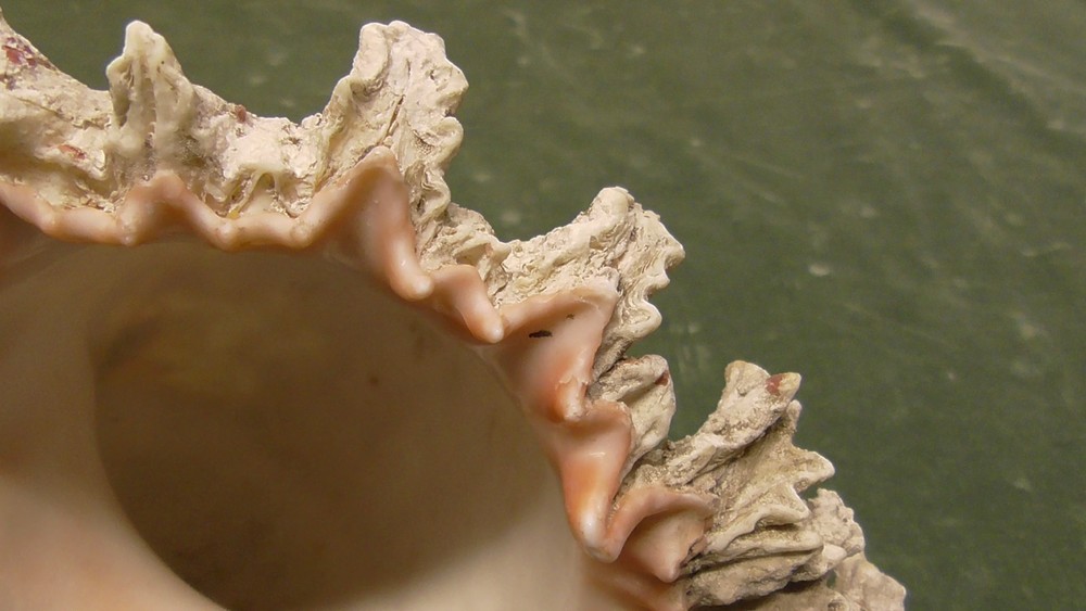 White Natural Conch Seashell Real Shell Aquarium Large