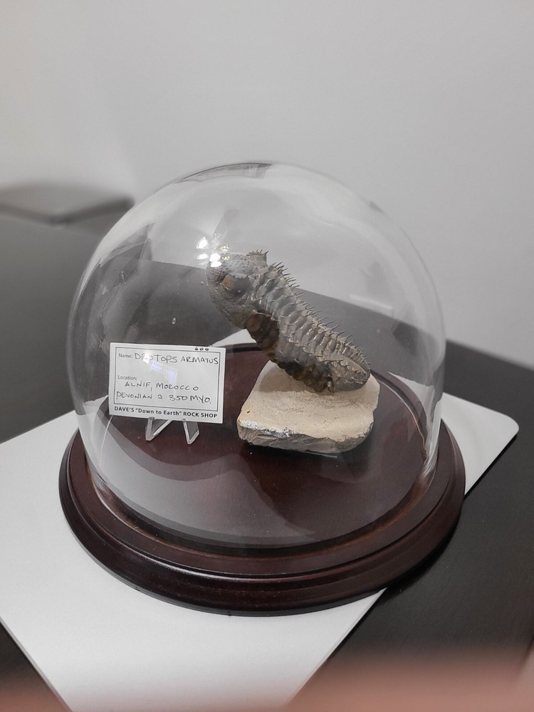 Fossil Trilobite (Drotops Armatus