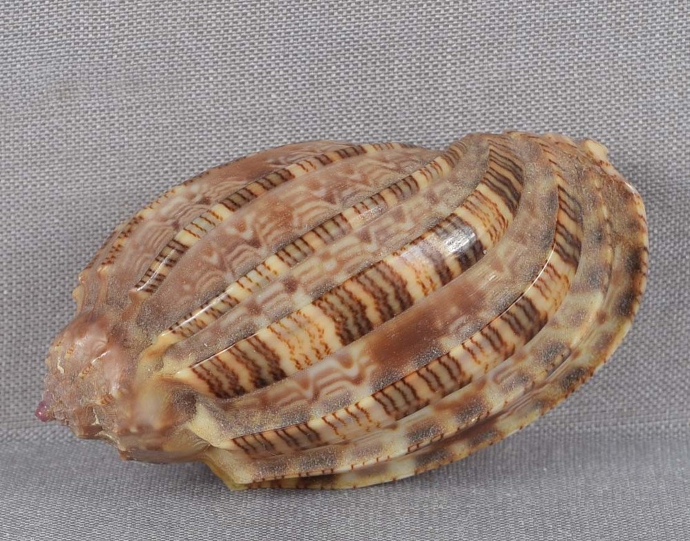 SEASHELL HARPA AMOURETTA Gem 51 mm