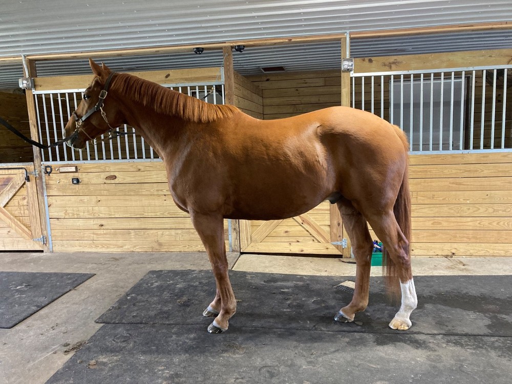 Super Comfy 17" Devoucoux Lab saddle with stirrup leathers