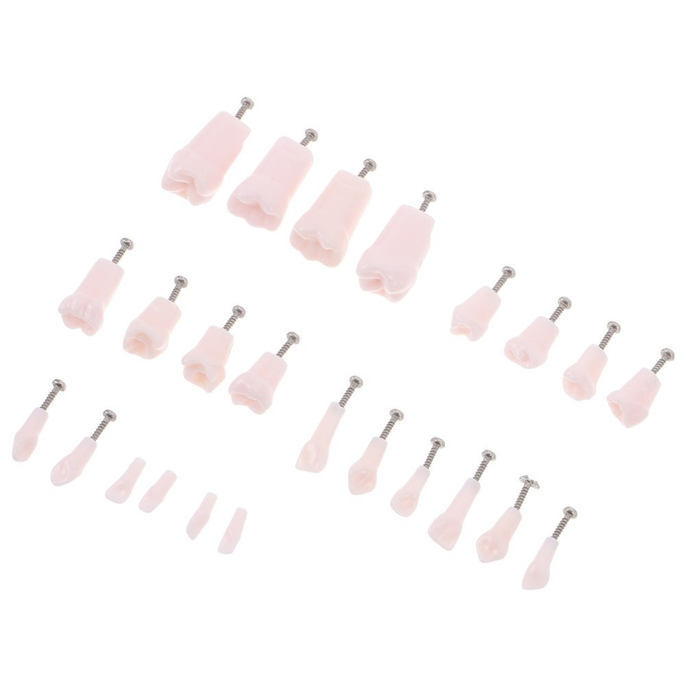 24 Pcs Artificial Teeth Dental Teaching Supplies Removable Typodont Model