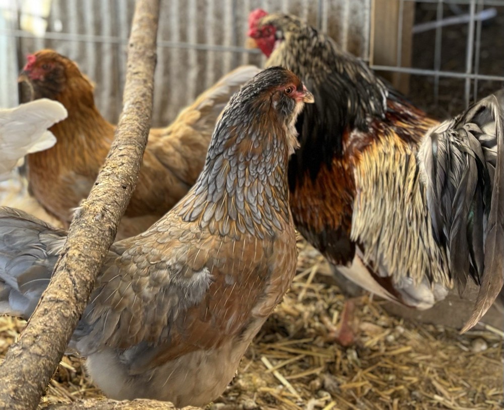 Whiting True Blue hatching eggs (12 Eggs)