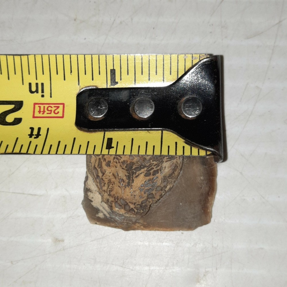 Edrioasteroid Fossil