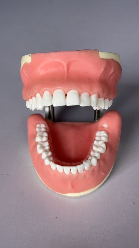 Maxillary+mandibular Tooth Extraction Practice Model Dental Typodont Teeth