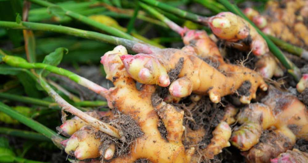 0.5- 7 Ibs - Fresh Ginger Root Organic USDA Certified