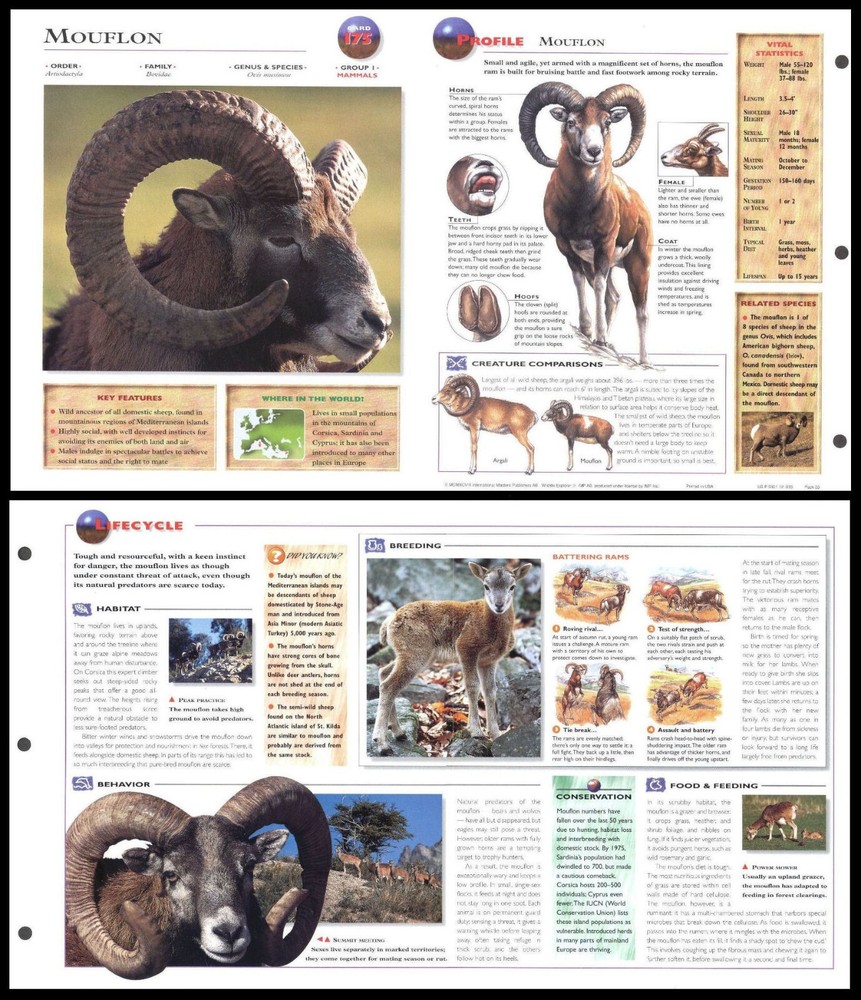 Fold-Out Sheet - Mouflon - 175