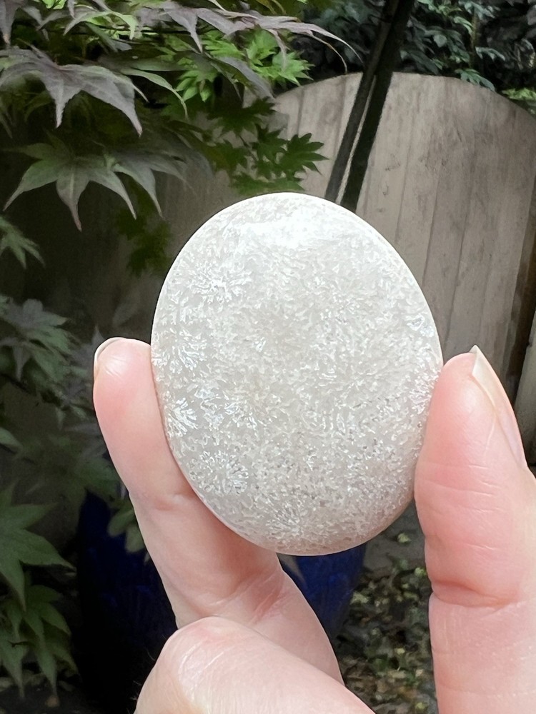 Fossilized Coral Crystal Palmstone AAA+ 7