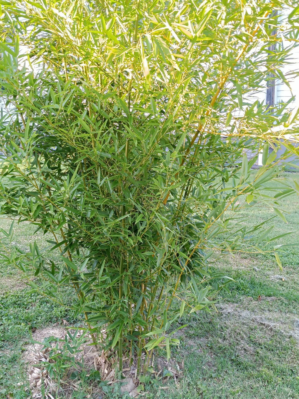 Fall Special MOSO Live Bamboo Root 6pc per order, 5 inches or longer each.