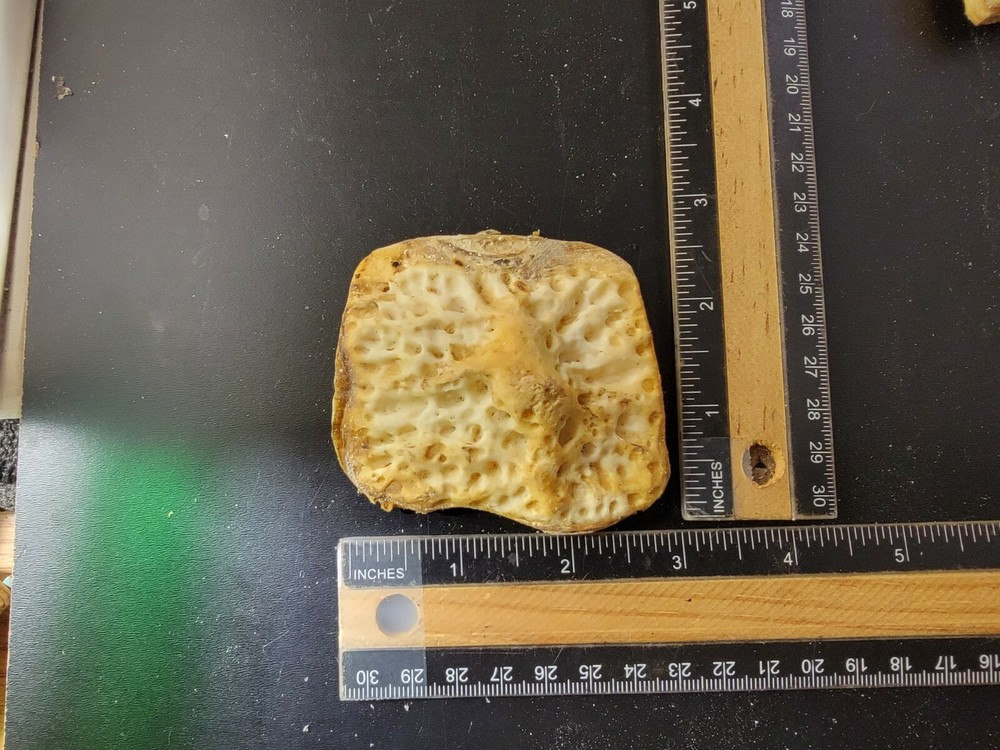 Gator Alligator Back Scute bone bones Bony scutes croc weird Osteoderms