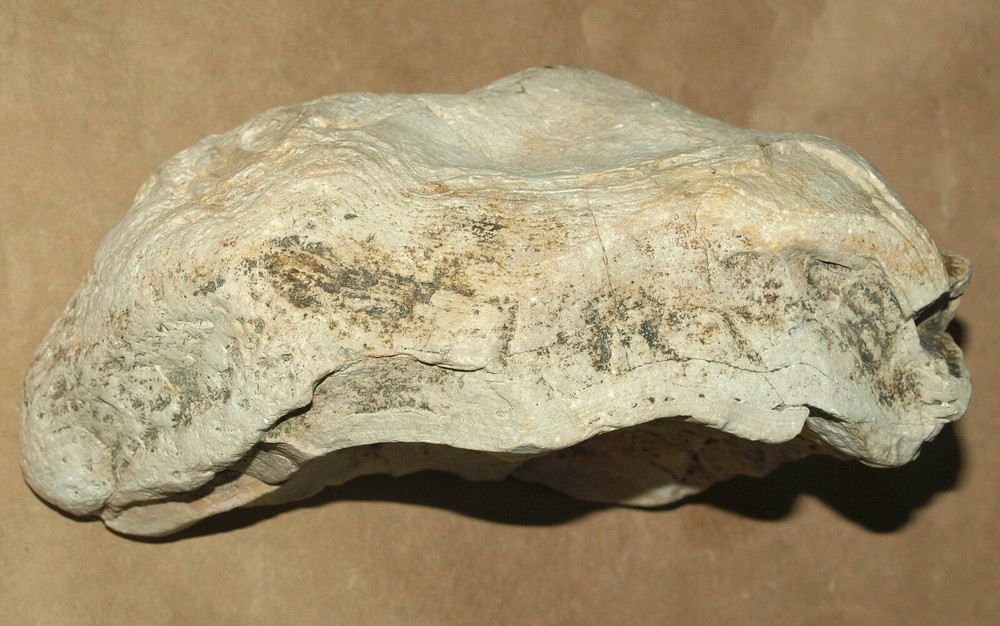Silurian STROMATOLITE from Estonia