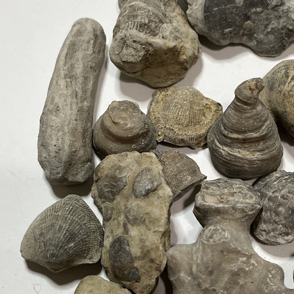 Devonian Fossils Lot Of 25