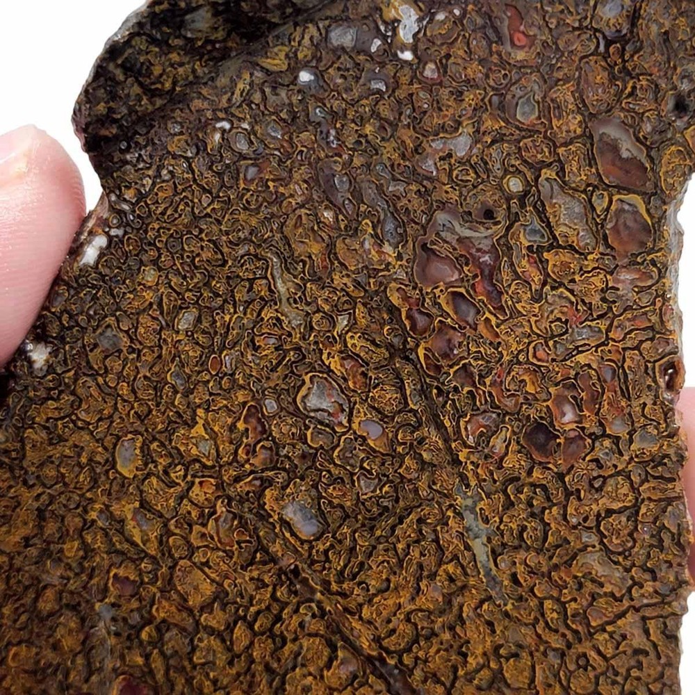 Fossil Gem Dinosaur Bone Slab! Gem Dino Bone Slab!