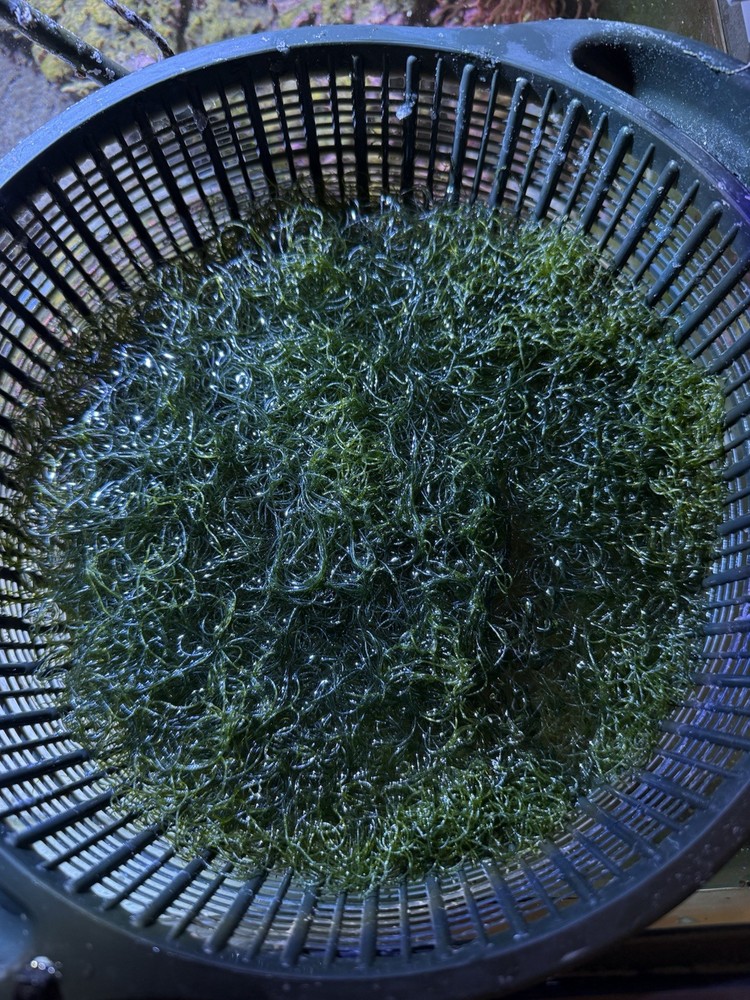 2" Frag Chaetomorpha Macro Algae Chaeto for Copepods Amphipod Reef