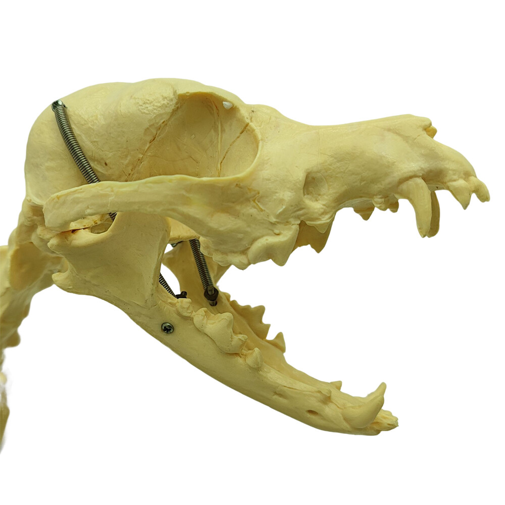 Canine Skeleton model Standard Size Dog Display Lab Study Veterinary Teaching