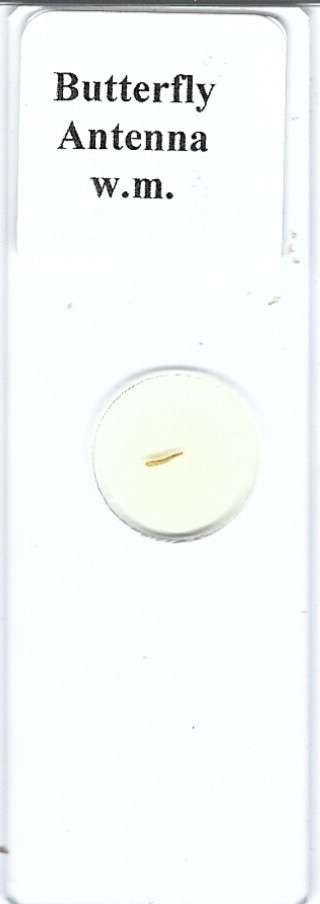 Butterfly Antenna Microscope Slide