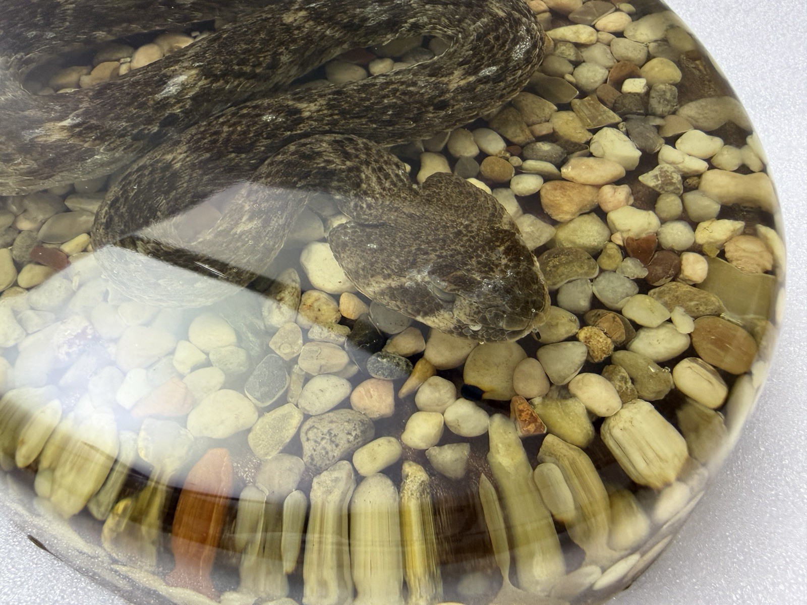 Large Genuine Diamondback Rattlesnake Taxidermy Snake Resin 13x9 Inches Heavy