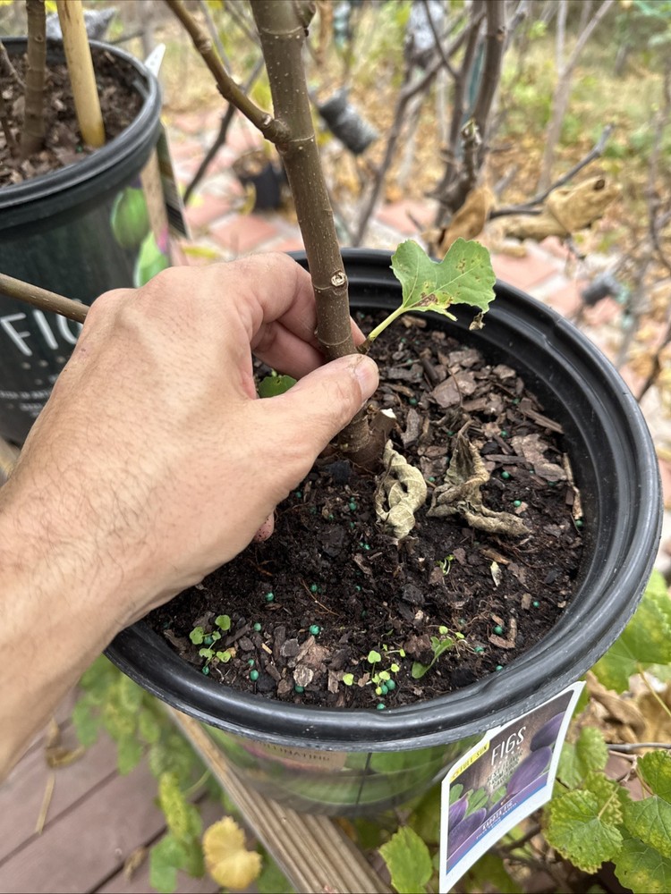 Kadota Fig tree