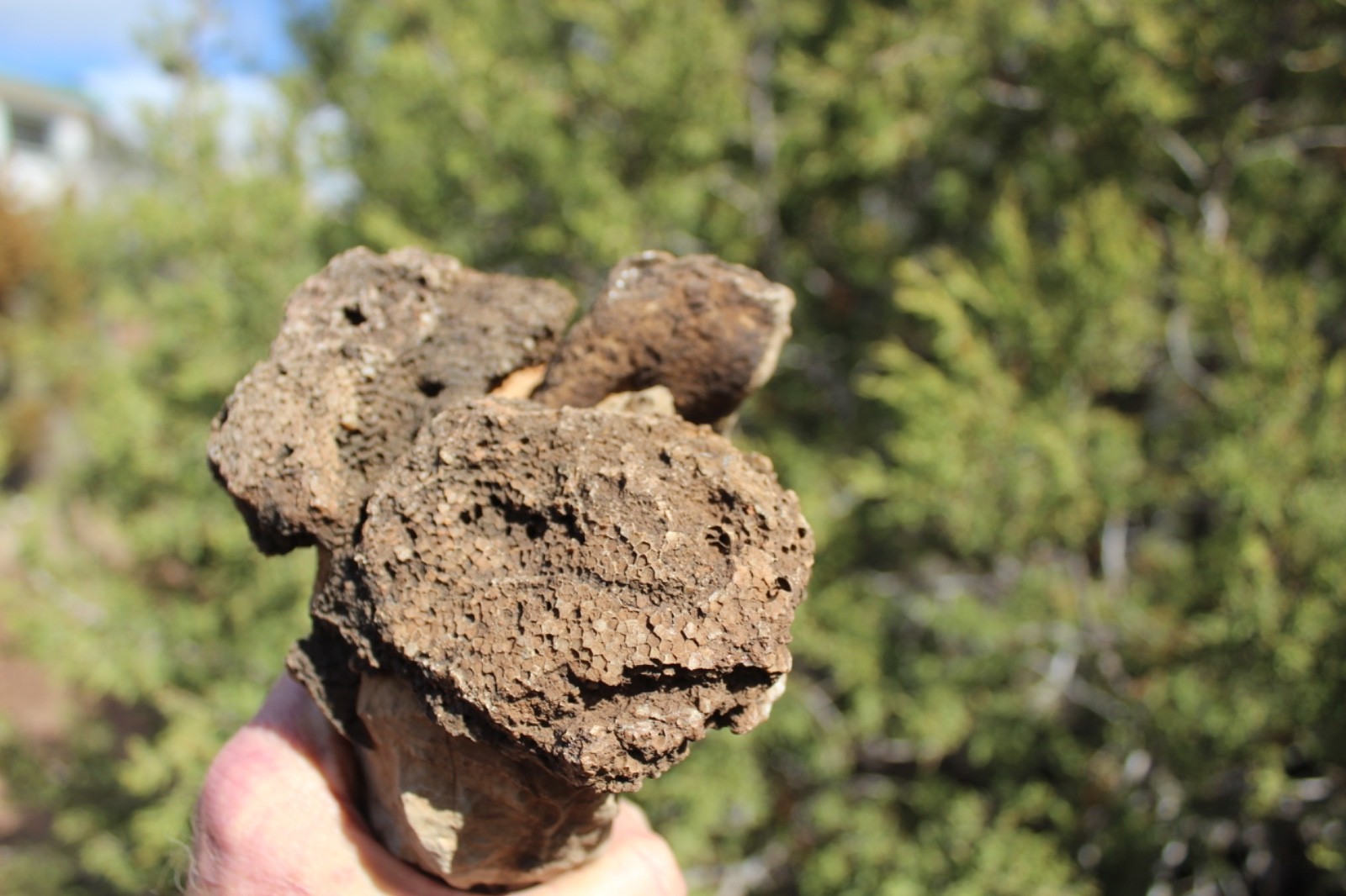 Fossil Beautiful HONEY COMB CORAL Favosites spp. Rare Locality ~ 400 Million