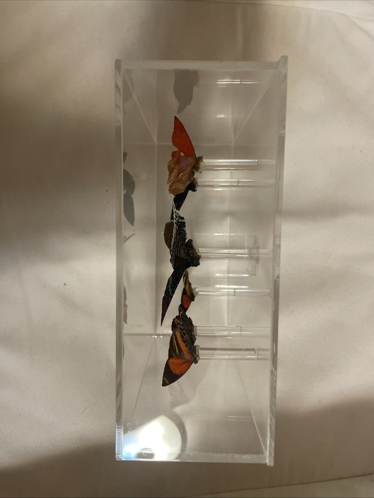 Butterfly 🦋 Art