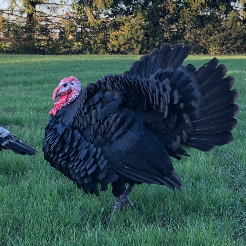 Black Spanish Turkey Hatching Eggs