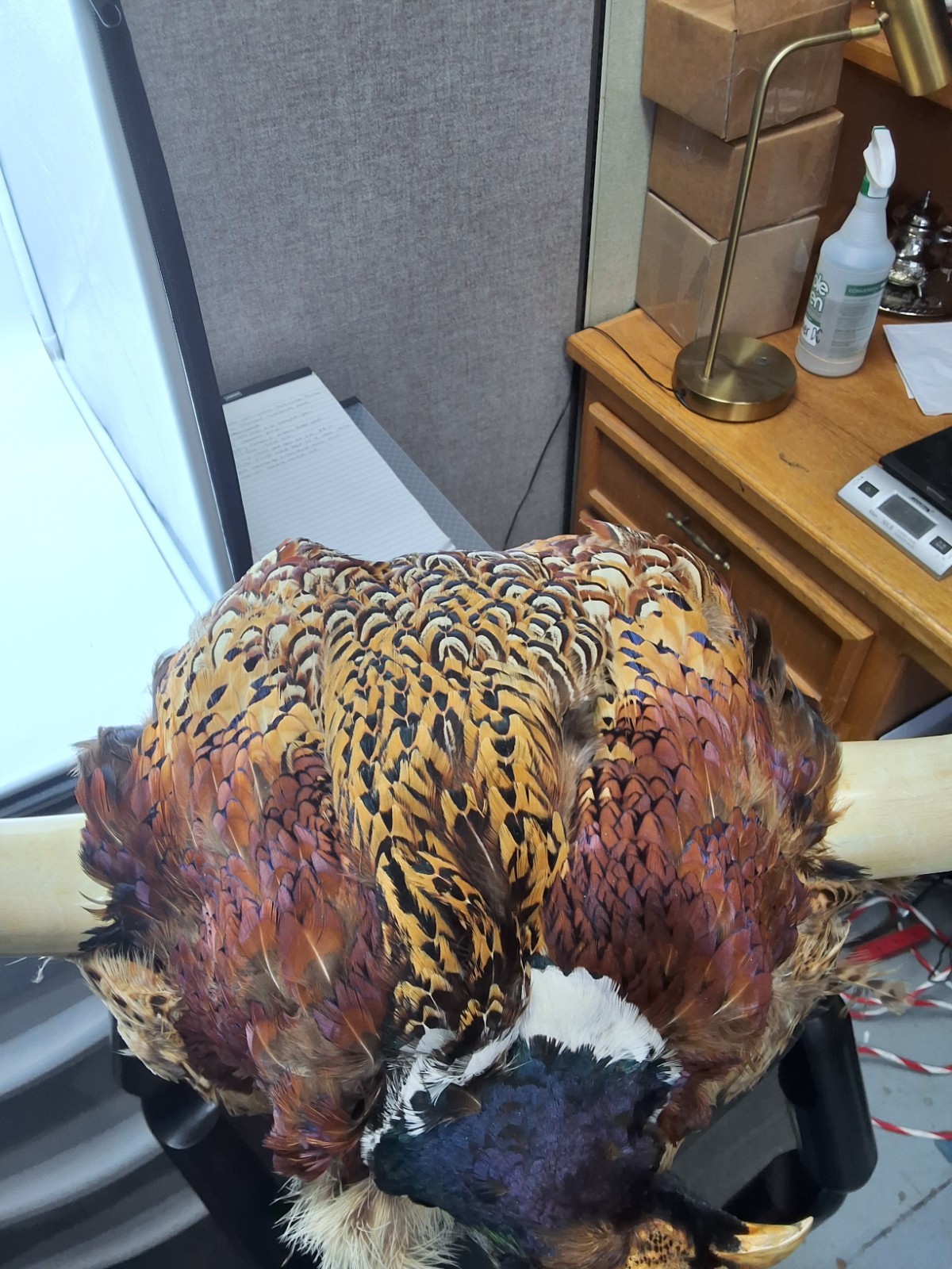 Novelty Taxidermy Leather Pheasant Viking Bomber Hat