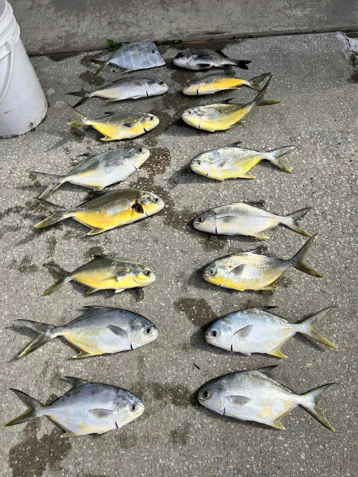 "Super Sand Flea" Hi-Low Fishing Rigs Bullet Floats Pompano Whiting Snappers