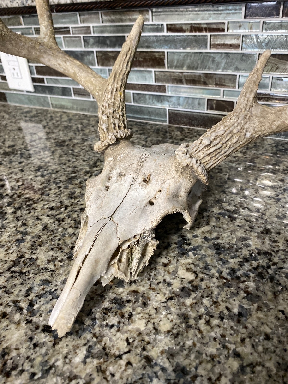 Wild 9 Point Whitetail Deer Antler Rack Horn Skull Decor Man Cave Cabin Decor