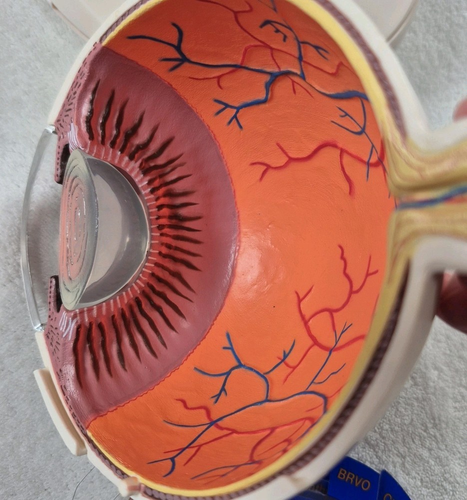 Human Eye Anatomical Model Optometrist Eyeball Optometry Office Display Educ.
