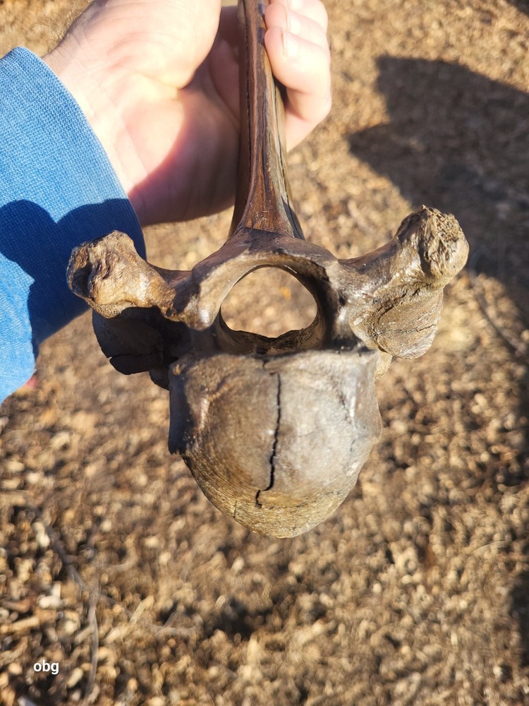 Historic Bison thoracic vertebra