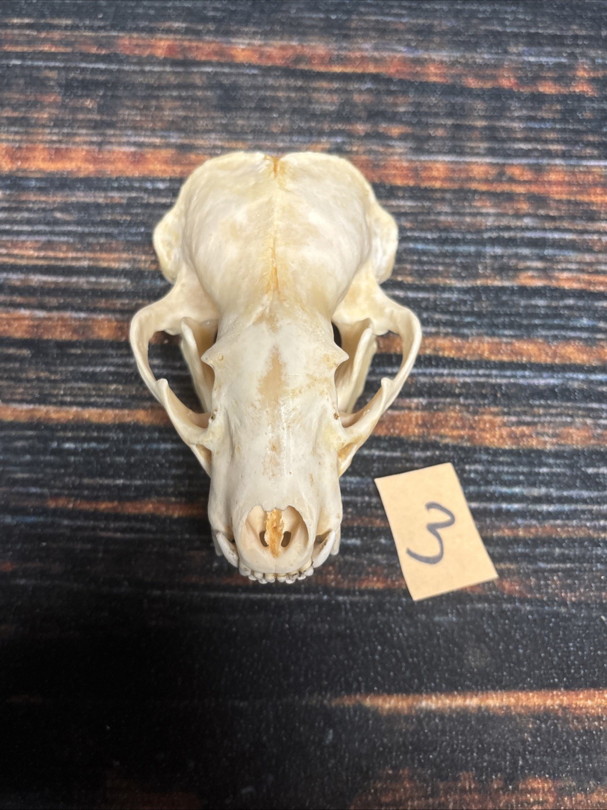 Real XL Badger Skull Unique Gift Halloween Craft Animal Mount Art Model Head Odd