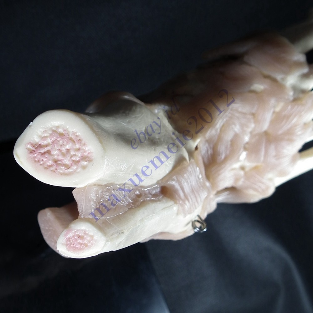 RS Foot & Ankle Joint ligament Model functionl display teaching educat anatomy