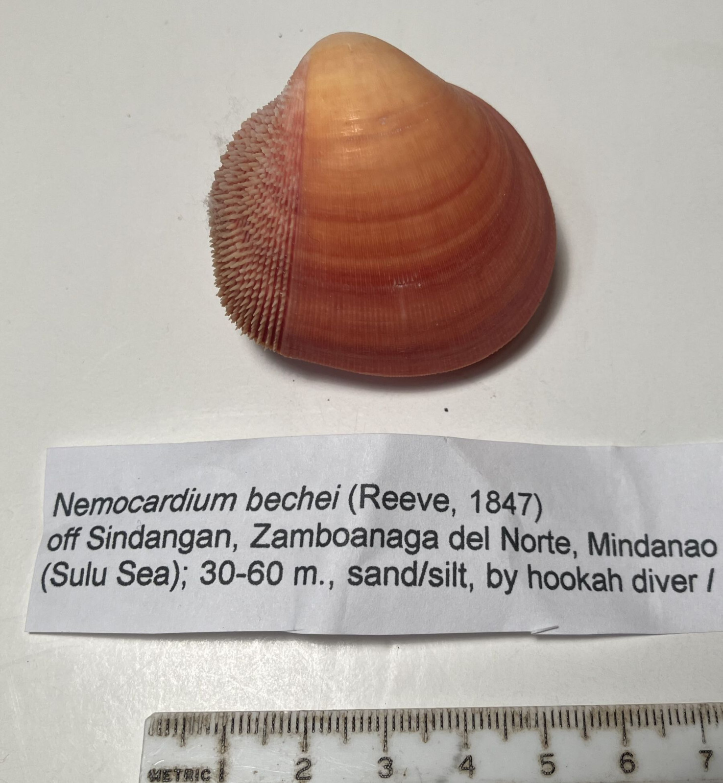 Nemocardium bechei. Bechei's Cockle. Great shape. Philippines